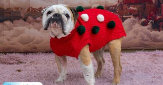 Sullivan's Weihnachtswunschliste